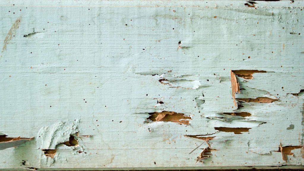 Are Termites Eating the Huge Investment on Furniture and Interior?