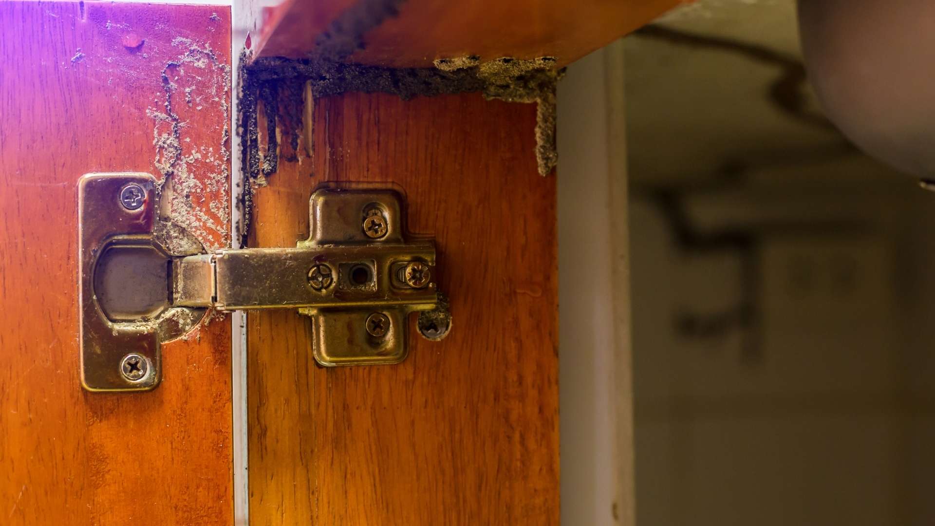 Are Termites Eating the Huge Investment on Furniture and Interior?