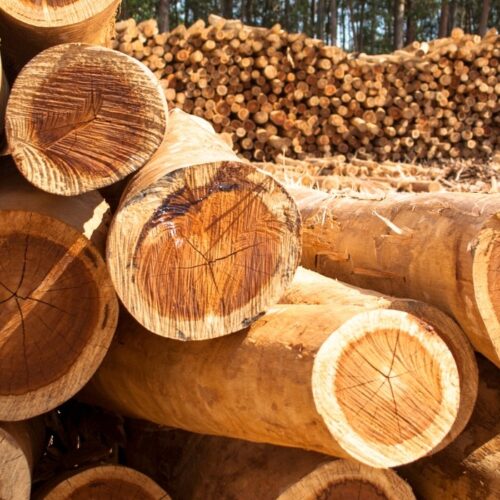 Build Strong, Build Smart: The Ultimate Bulk Plywood Buying Guide for Builders